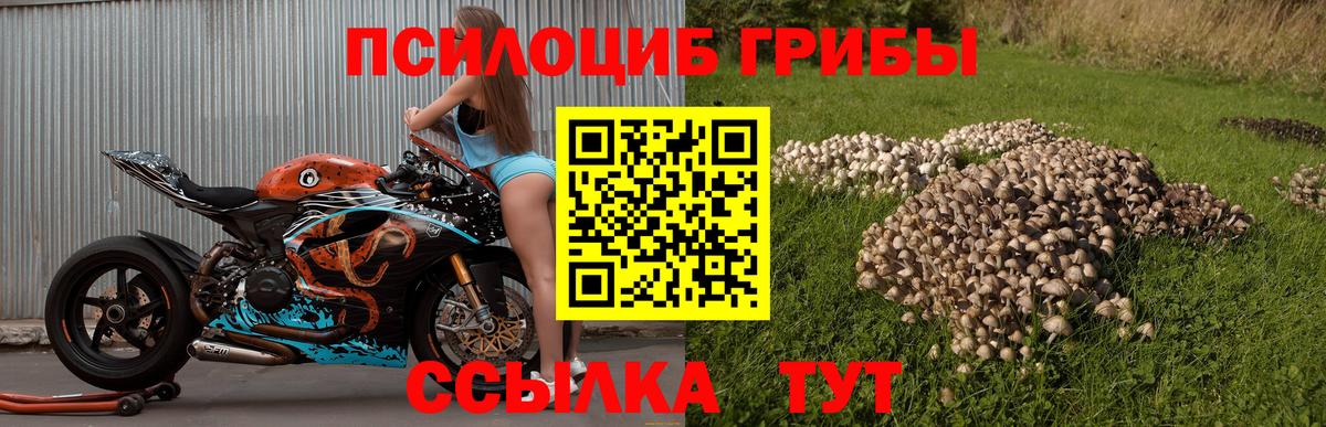 Галлюциногенные грибы Psilocybine cubensis Петропавловск-Камчатский